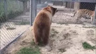 Bear vs tiger - Tiger scares brown bear.