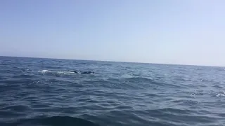 Killer whales VS Great white shark