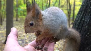 Голодная белка в дождь / Hungry squirrel in the rain