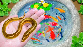 Amazing Catch Baby Eels In Eggs, Koi, Carp Fish, Guppies, Three Tailed Fish | Video Fishing