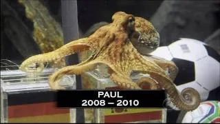 Paul the World Cup Octopus fails to make one last prediction...