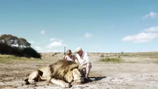 ШОК!!! Лев Отомстил Охотникам / Lion Takes Revenge On Trophy Hunter!