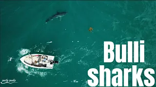 great white sharks at Bulli
