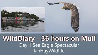 36 Hours on Mull. Day 1- Sea Eagle photography #ilseofmull #commondolphin #whitetailedeagle #canonr6