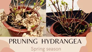 Gardening ideas: Pruning hydrangea in Spring