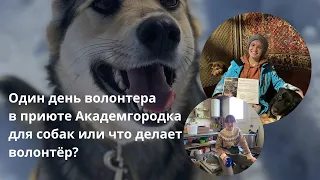 Один день волонтера в приюте Академгородка для бездомных собак| Что делает волонтёр в приюте