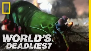 Shrimp Packs a Punch | World's Deadliest