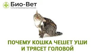 Кошка Чешет Уши и Трясет Головой Причины и Что Делать // Сеть Ветклиник БИО-ВЕТ