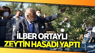 Ünlü Türk Tarihçi Prof. Dr. İlber Ortaylı Kırkağaç’ta Kendi Zeytinini Hasat Etti-