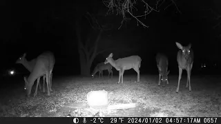 January 2nd 2023 Trail Camera Compilation Part S