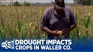 Drought having big impact on crops and farmers in Waller County