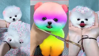 AWW SO CUTE! Cutest Baby Puppies videos😘_mini Pomeranian videos #8