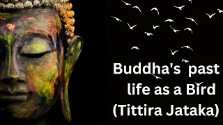 Buddha's past life as a Bird (Tittira Jataka)