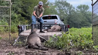 Trapped 2 giant boar hogs with sharp cutters