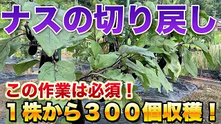 【ナス栽培】秋まで長くたくさん収穫するための切り戻し剪定！最も基本的な切り戻しのやり方！