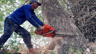 Cut down 2 dangerous leanings trees ‼️ Husqvarna 395xp chainsaw.