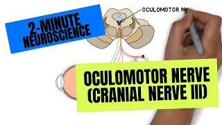 2-Minute Neuroscience: Oculomotor Nerve (Cranial Nerve III)