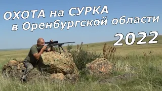 Мощная охота на сурка 2022.