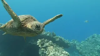 Maui- Mala Pier Shore Dive