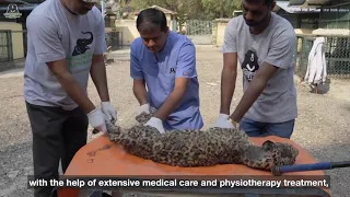 Paralyzed Leopard Cub Learns to Walk Again!