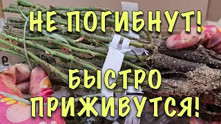 КУПИЛИ НОВЫЕ РОЗЫ? Подготовьте их к посадке ПРАВИЛЬНО! Что ОБРЕЗАТЬ и в ЧЁМ ЗАМАЧИВАТЬ