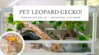 Adopting a Leopard Gecko | Terrarium Set Up | Bringing Him Home | Reptile Tank with Hides