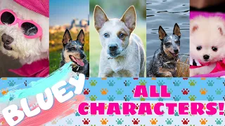 All Bluey Characters in Real Life! Different Breeds of Dogs in Bluey