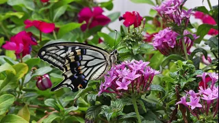 Citrus Swallowtail (Asian Swallowtail), Papilio xuthus in Hawaiʻi