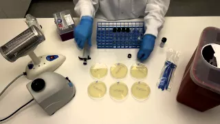 How to Perform Serial Dilutions in Microbiology