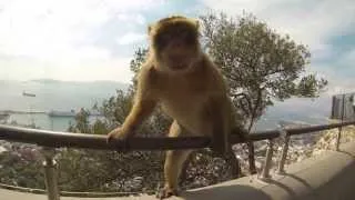 GoPro HERO 3: Gibraltar's Monkeys