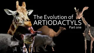 The Evolution of Artiodactyls (part one) : Boars, Camels and Giraffes 🐪