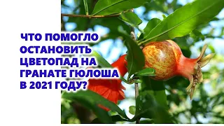 Что помогло остановить цветопад на гранате Гюлоша в 2021 году?