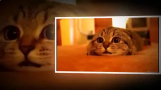 Прикольный котенок охотится Веселые котята Funny kitten hunts funny kittens1