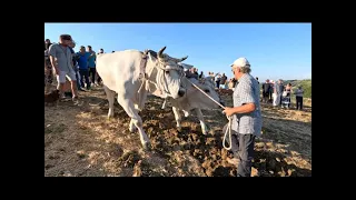 Aratura con mucche