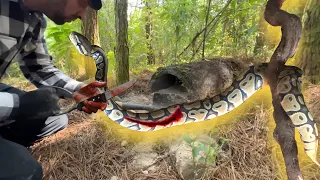 Cobra furiosa guarda um grandioso tesouro em sua toca e ele encontrou