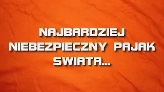 Najbardziej jadowity pająk świata