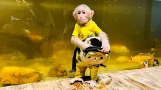 Monkey Bibi ran away from home to take care of Koi fish!