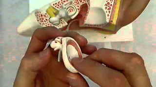 ear model.wmv