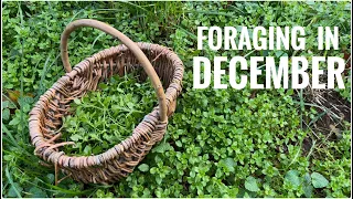 Foraging in December - UK Wildcrafts Foraging Calendar