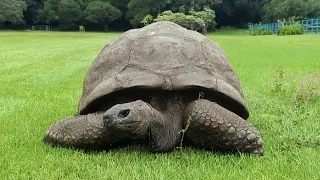 Giant Tortoise Named Jonathan Turns 192 Years Old