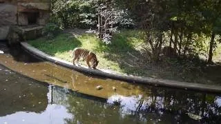 A Tiger in Prague's Zoo