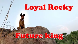 The Lion King | fan made trailer | Loyal Rocky