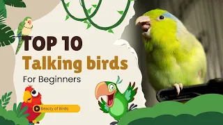 Good Beginner Birds That Talk | Top 10 Talking Birds For Beginners