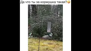 Да что ты за кормушка такая?