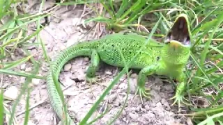 Ящерица шипит (Lizard sizzles)