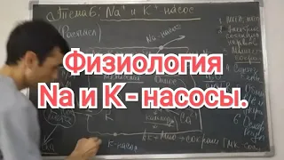 Физиология человека. Тема 6. Na и К- насос. Его роль в организме человека.