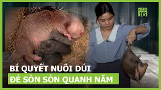 Bí quyết nuôi dúi đẻ "sòn sòn" quanh năm | VTC16