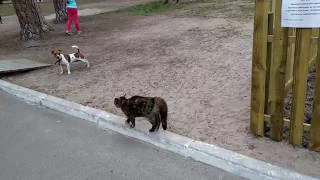 Cat attacks Jack Russell