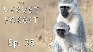 Baby Monkeys and Their Foster Mom's Happy As Can Be - Ep. 35