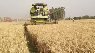 Kartar 4000 combin wheat 🌾 harvesting | new combin video | new harvesting machine